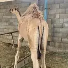 قعود للبيع
