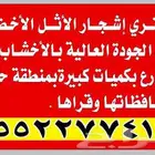 نشتري اشجار الاثل