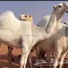حلاق ابل جرد وارقاب