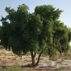 سدر يمني مطحون متوفر كمية قليله