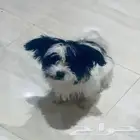 كلبه مالتيزر للبيع