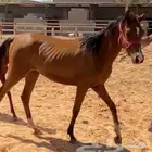 مهره محجل ثلاث طلق يمين ارثم اقرح