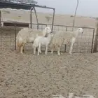 غنم حريه صنف تم البيع تم البيع