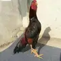 ديك ميوالي