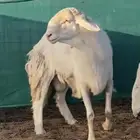 فحل حري مطور على ساكني ابيض ( منتج )