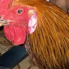 ديك باكستاني
