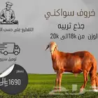 خروف سواكني