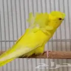 فقد بادجي هوقو لاتينو Lost Budgie   Rare Reward