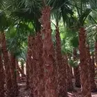 نخل واشنطني زينه