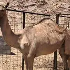 أعرض بكم القعدان صوره حديثه