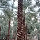 نخل للبيع جميع المقاسات تكريب جديد.