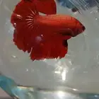 سمك فايتر سوبر جامبواللون نادره وجاهزه للإنتاج واحواض منسقه