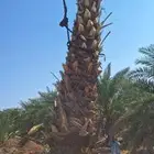 يوجد لدينا جميع النواع النخيل