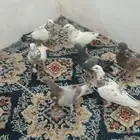 حمام نضيف لتربيه