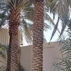 نخل سكري طول 4 متر