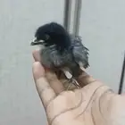 صوص العمر مجهول الصحه ممتازه جدن الحبه 10