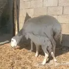 نعجة حرية صنف تحتها رخلة فاخرة