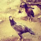شامو تواصل  اتصال فقط