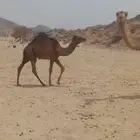 جمل احمر ساحلي