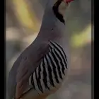 توفر فقاسات خاصه لشراكه لانتاج الطيور البريه