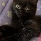 تبني قط شيرازي