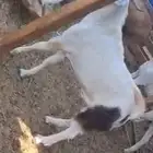 تيوس فل شحم مخصي من حلال الديره العمر 8 شهور