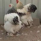 دجاج براهما كولمبي فاخر مستوى