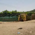 نخل وشنطن