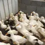بط بكيني 