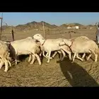 غنم حرية جروم مفاصيل على ولاده صنف