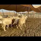 غنم حرية منوة القناي 43 بلفحل