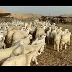 غنم حريات خلفات 90 تحتها 90 بفحلها ماشاءالله