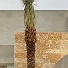 نخل عربي واشنطونيا زيتون