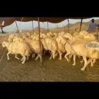 غنم حرية من العيار الثقيل الصنف الجروم انصح بها