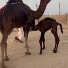 خلفه حمراء دم حلابه وهاديه منيحة كفو