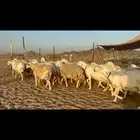 غنم حريات دفيع مراح طيب ماشاءالله 40