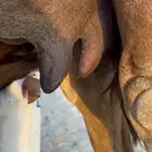 ناقه خلفه ساحليه حمراء كفو حلابه طيبه