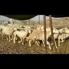 غنم حرية متابيع جروم حرش 35 تحتها 35 بلفحل