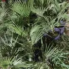 نخل واشنطونيا كمية بالجملة