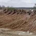 جريد للبيع