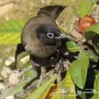 بلابل للبيع