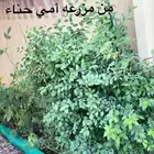 حناء مزرعة ام نواف الطبيعية