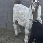 تيس مشروع فحل