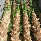 ابو سالم لجميع توريد انخيل عربي سكري صقعي اخلاص برحي وشنطني