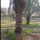 نخل بحجام كبيره من مترين الا خمسه متر