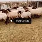 حلاقة اغنام ماكينة كهرباء