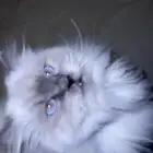 قطه ذكر للبيع