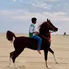 حصان واهو محجل اربع