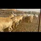 غنم حرية جروم صنف وحرش 33