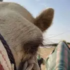 فحل جمل مثني على النادر ابن فراج المري ووعلومه خاص